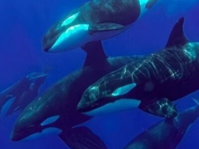 Orcas selvagens são flagradas ‘se beijando’ pela primeira vez; VEJA