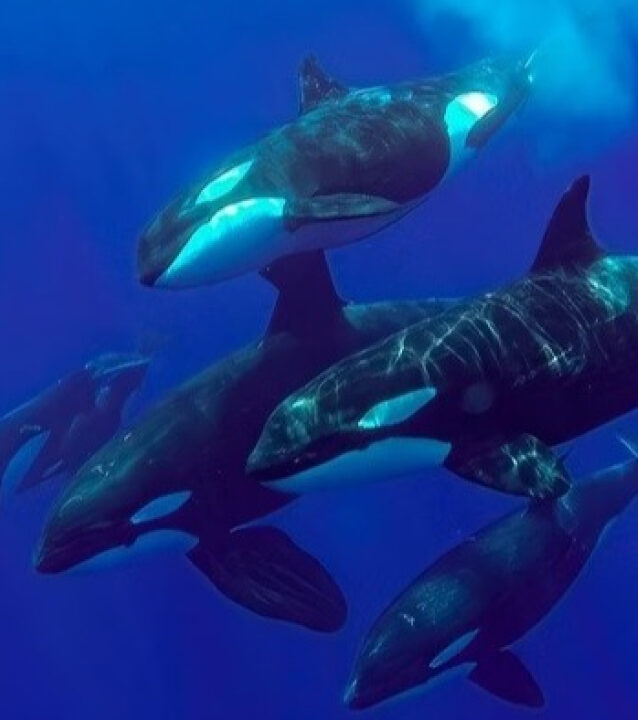 Orcas selvagens são flagradas ‘se beijando’ pela primeira vez; VEJA
