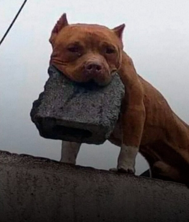 Homem é detido por treinar cachorro a jogar tijolo em quem tocasse sua campainha