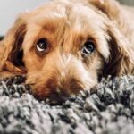 Olhar fofo dos cachorros é feito para nos atrair, diz estudo