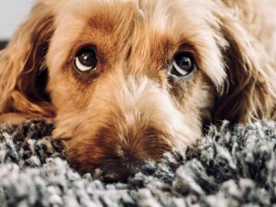 Olhar fofo dos cachorros é feito para nos atrair, diz estudo