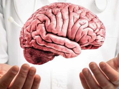 O que são e para que servem as amígdalas cerebrais?