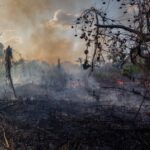Exclusivo: “Amazônia está à beira do precipício”, alerta Carlos Nobre. Colapso irreversível já nos próximos 30 anos. Veja Vídeo