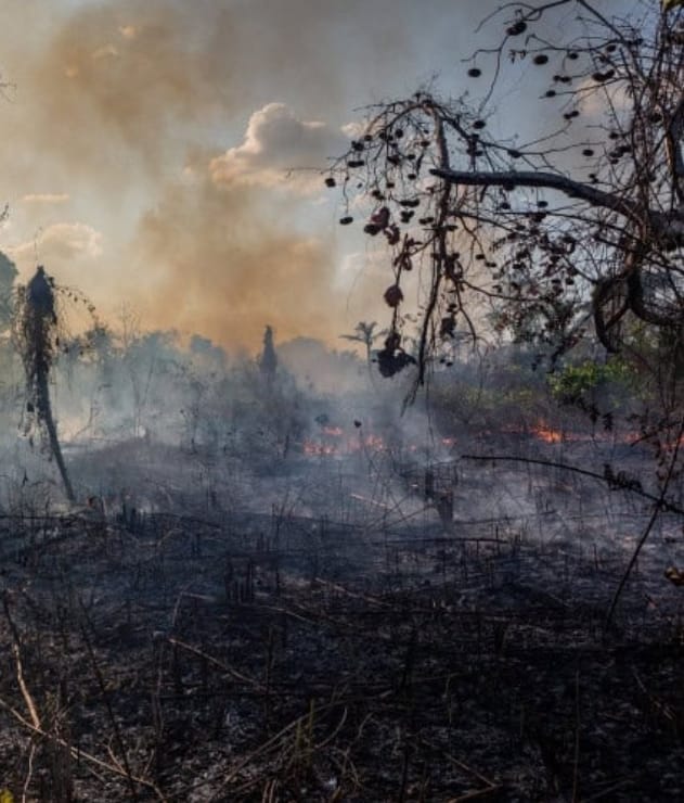 Exclusivo: “Amazônia está à beira do precipício”, alerta Carlos Nobre. Colapso irreversível já nos próximos 30 anos. Veja Vídeo