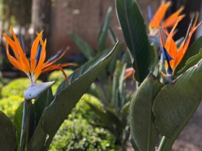 Plantas tropicais em vasos: 9 opções para decorar qualquer ambiente​. Conheça as mais adequadas espécies para cultivo. Vem aí a 14ª Ceagesp Flor, em Bauru