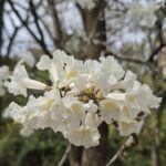 Espetáculo da natureza: Bosque Municipal de Marília encanta visitantes com a florada dos ipês brancos. Local vai receber nova entrada e amplo estacionamento