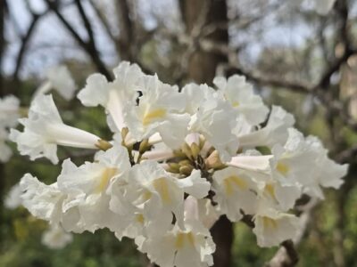 Espetáculo da natureza: Bosque Municipal de Marília encanta visitantes com a florada dos ipês brancos. Local vai receber nova entrada e amplo estacionamento