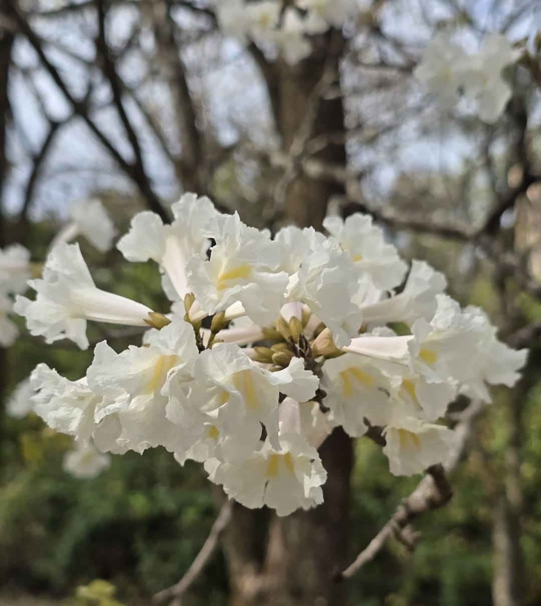 Espetáculo da natureza: Bosque Municipal de Marília encanta visitantes com a florada dos ipês brancos. Local vai receber nova entrada e amplo estacionamento