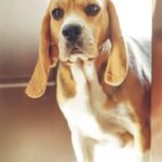 Descubra 7 sinais de que seu cão pode ter ansiedade de separação