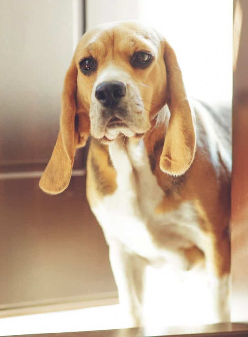Descubra 7 sinais de que seu cão pode ter ansiedade de separação