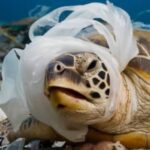 Marilienses deixam de descartar cerca de 2,3 milhões de sacolas no meio ambiente em apenas 15 dias. Em um ano, a redução cheguará a 50 milhões de unidades, o equivalente a 168 toneladas de plástico