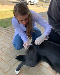 Acadêmicos da Medicina Veterinária da Unimar reforçam vacinação antirrábica em parceria com a Prefeitura de Marília