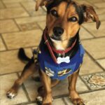 Causa animal ganha novo mascote em Marília. Cãozinho Pituco fará parte das campanhas de conscientização