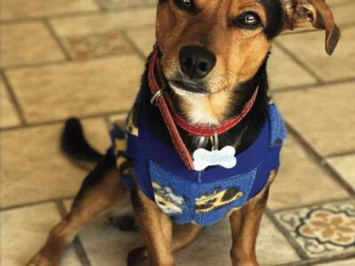 Causa animal ganha novo mascote em Marília. Cãozinho Pituco fará parte das campanhas de conscientização