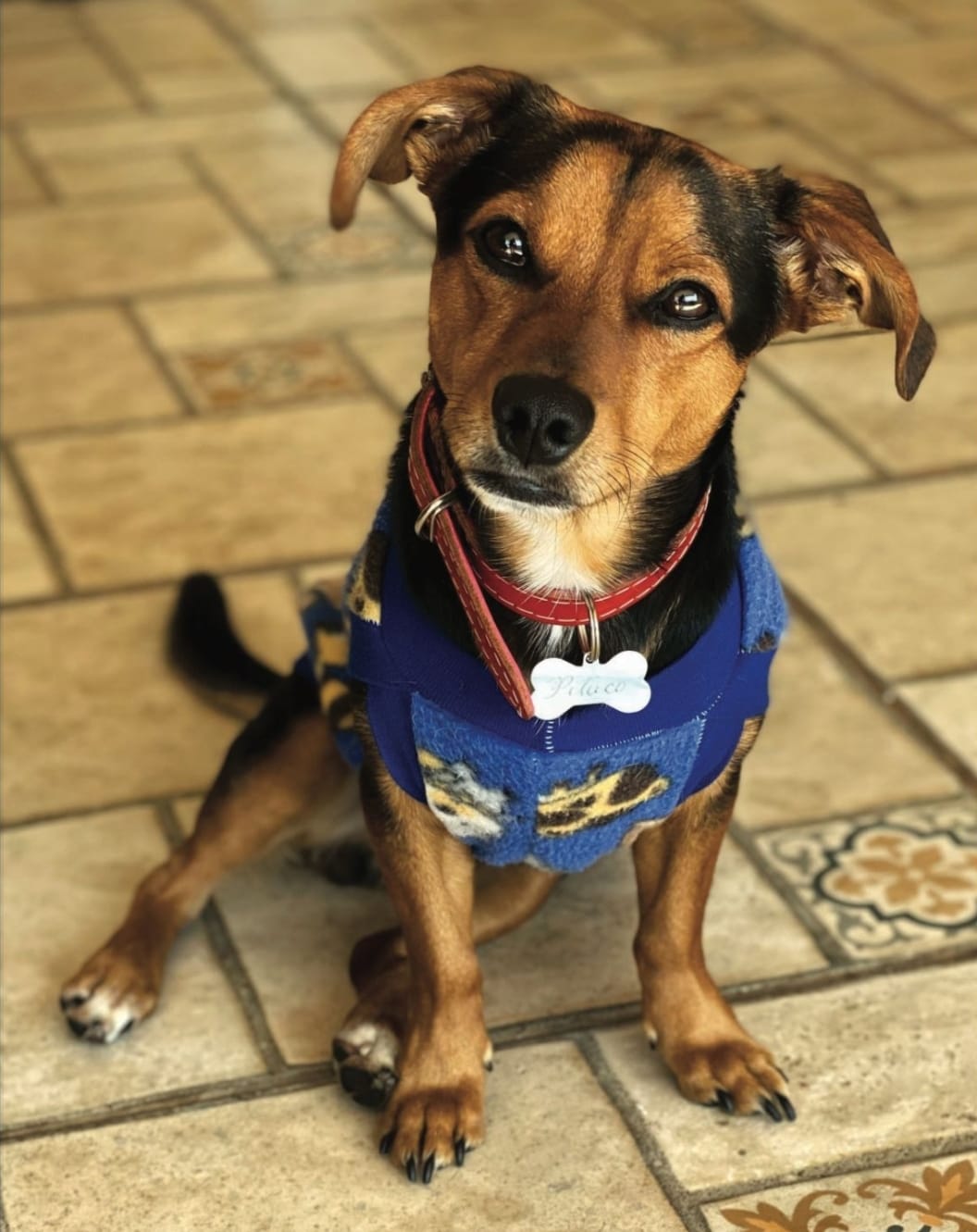 Causa animal ganha novo mascote em Marília. Cãozinho Pituco fará parte das campanhas de conscientização