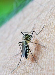 EUA suspendem vacina contra chikungunya depois de efeitos colaterais graves