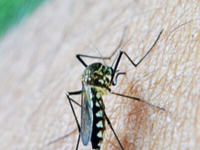EUA suspendem vacina contra chikungunya depois de efeitos colaterais graves