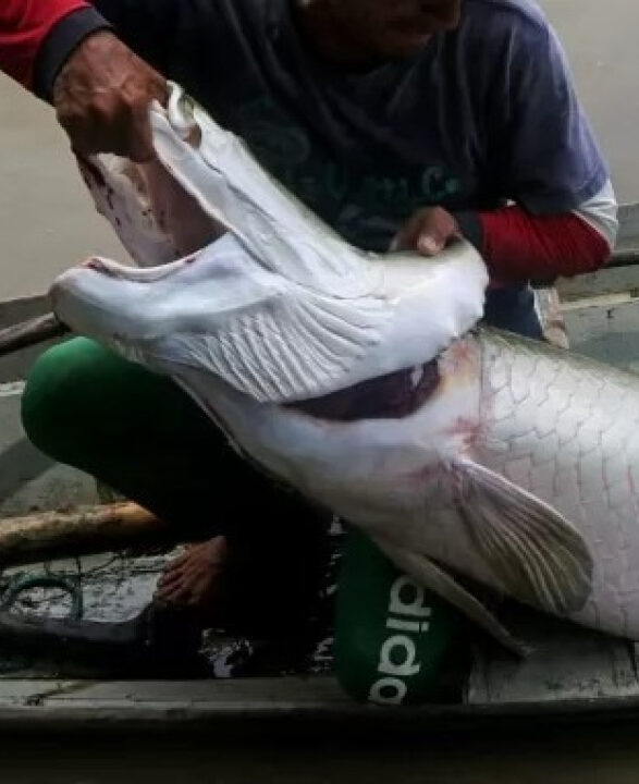 TCU aponta que 49 mil recebem seguro para pescador em cidades sem produção de peixe
