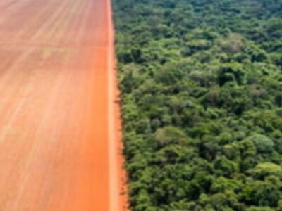 Desmatamento causa 28 mil mortes ao ano por calor, afirma estudo