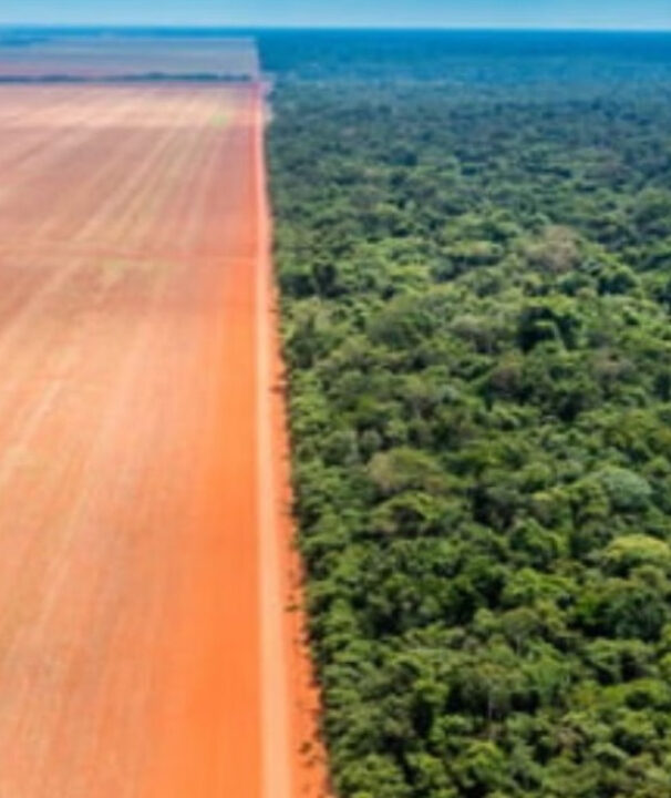 Desmatamento causa 28 mil mortes ao ano por calor, afirma estudo