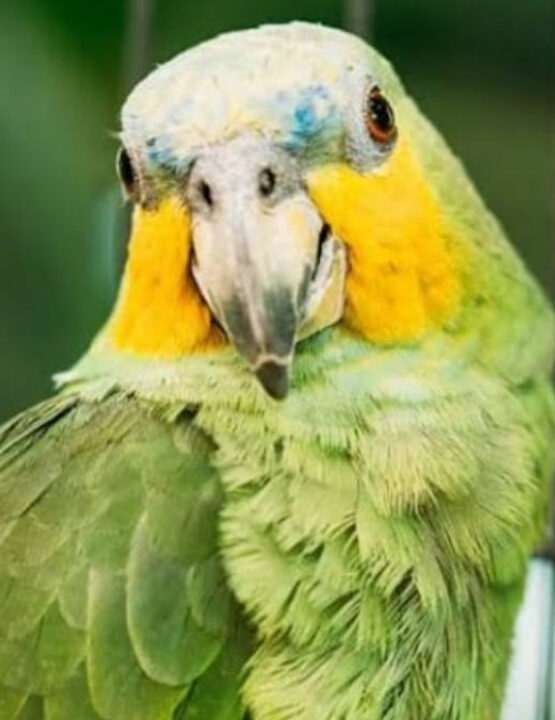 Papagaio faz testemunha de Geová esperarem meia hora dizendo ‘já vou’