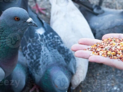 Mulher é condenada por alimentar pombos e causar prejuízo a vizinhos