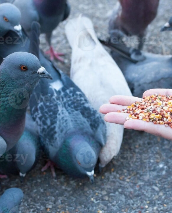 Mulher é condenada por alimentar pombos e causar prejuízo a vizinhos