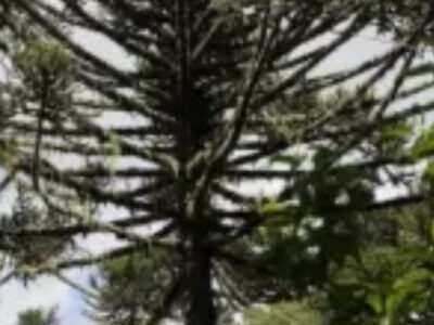 Líderes de tribo são detidos por desmatar última reserva de araucárias do país
