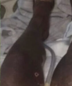 Mulher tem reação grave a ibuprofeno e 95% da pele se solta do corpo