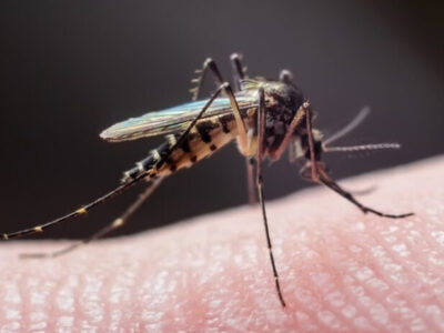 Doenças transmitidas por mosquitos batem recorde na Europa