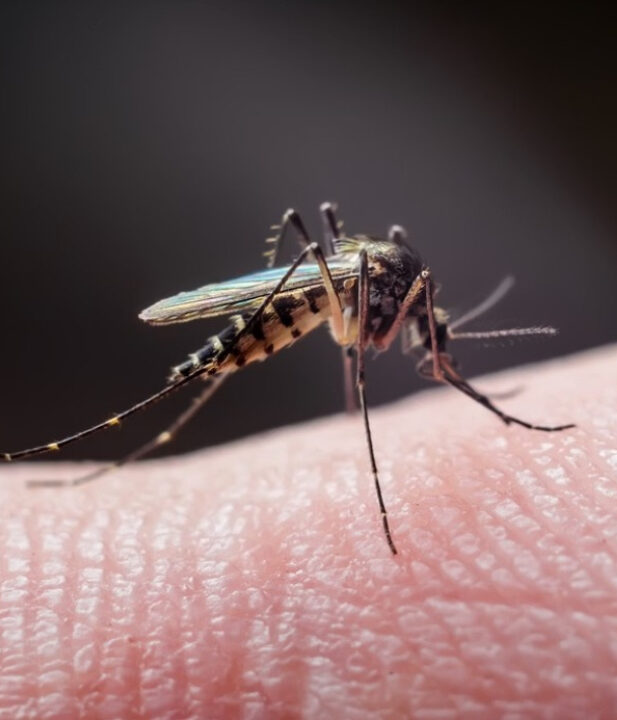 Doenças transmitidas por mosquitos batem recorde na Europa
