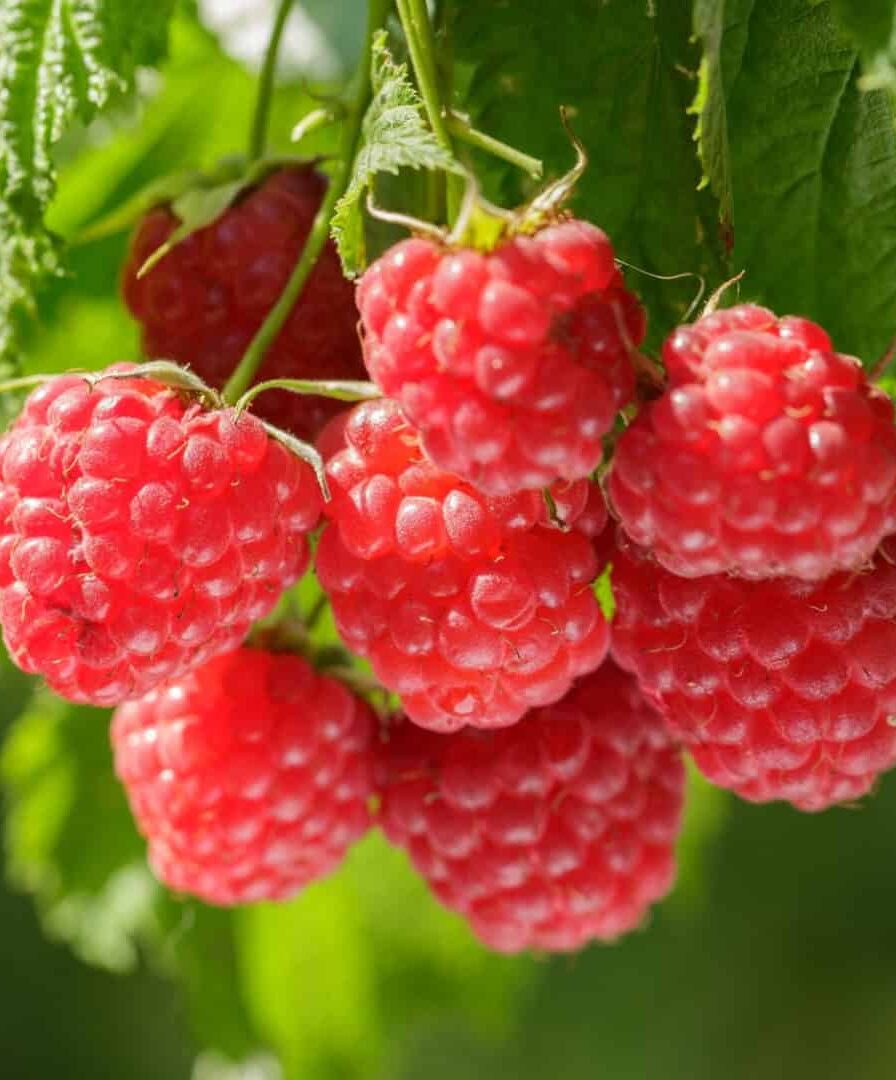 Inovação genética promete a ‘framboesa perfeita’