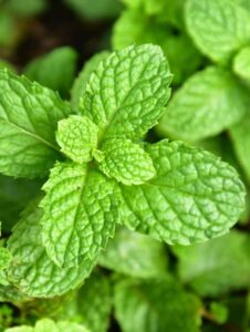 A planta que ajuda na sua digestão após jantas pesadas