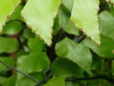 Novo plástico à base de plantas é esperança contra a poluição