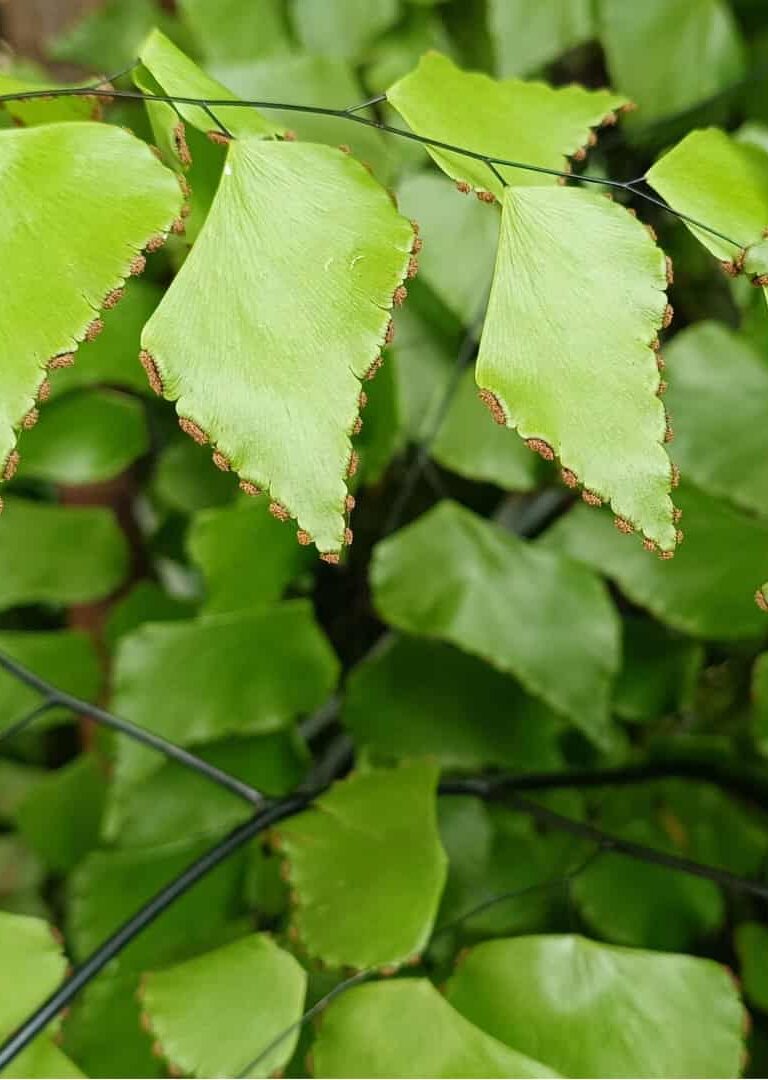 Novo plástico à base de plantas é esperança contra a poluição
