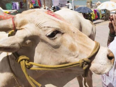 Por que a vaca é um animal sagrado na Índia?