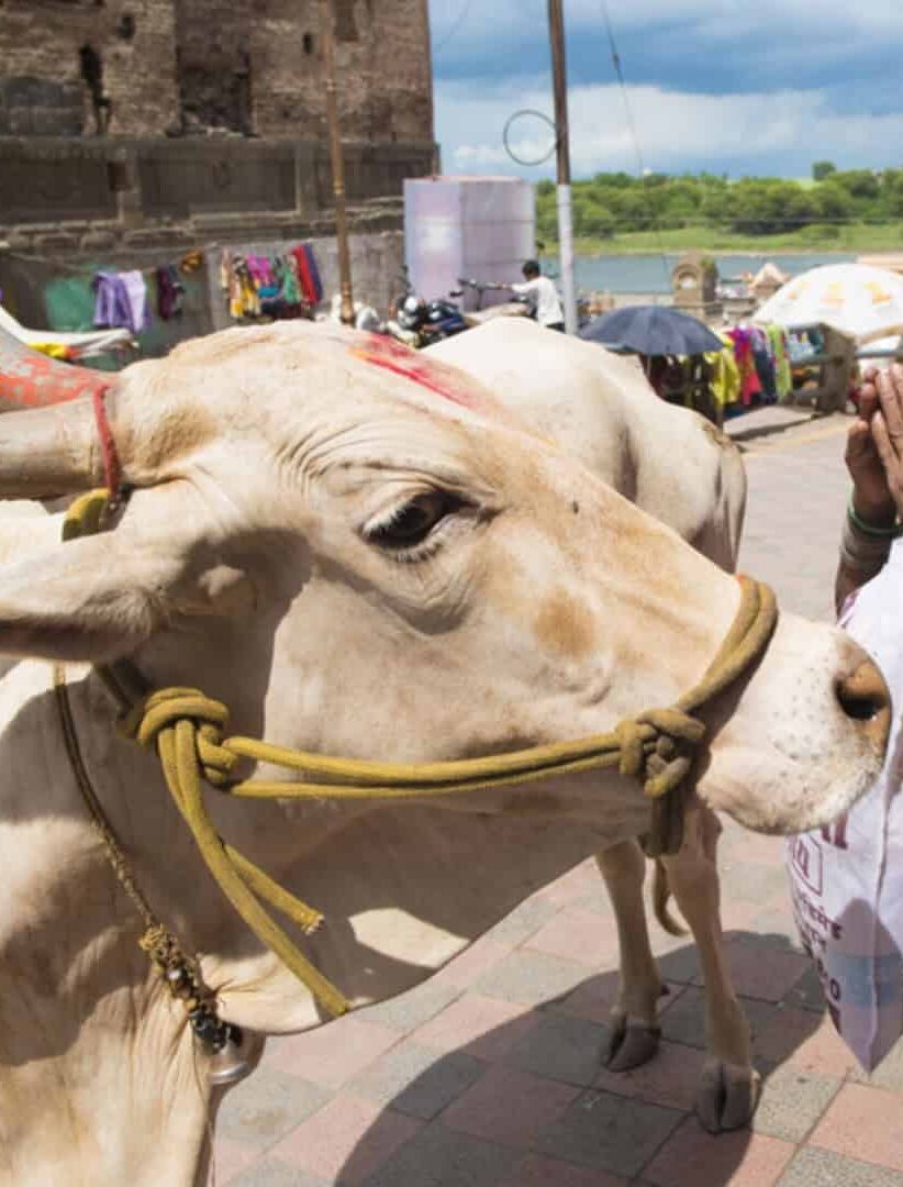 Por que a vaca é um animal sagrado na Índia?