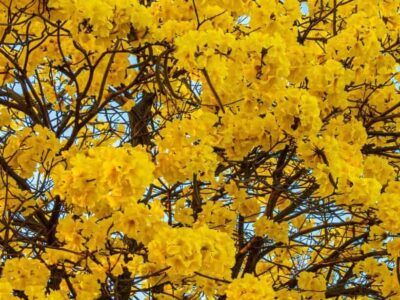 5 curiosidades sobre os Ipês-Amarelos na primavera