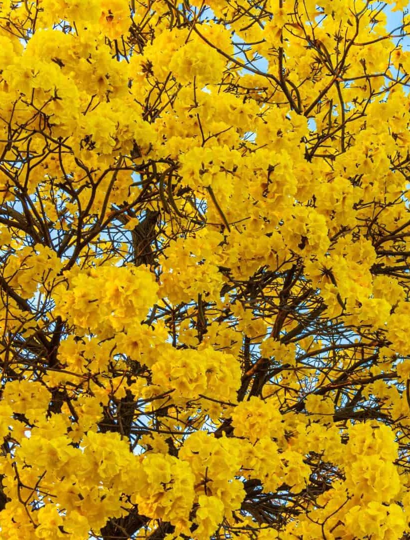 5 curiosidades sobre os Ipês-Amarelos na primavera