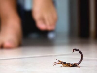 Escorpiões: onde eles se escondem em casa? Biólogo explica que gostam de se esconder em locais específicos. Veja quais são e se proteja