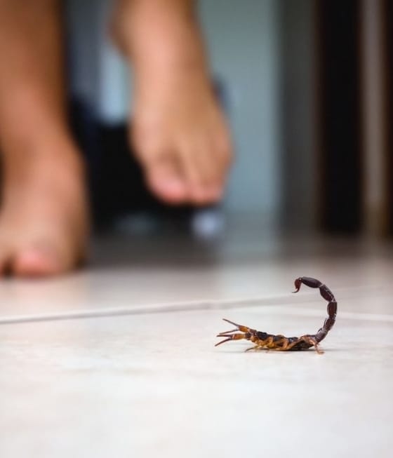 Escorpiões: onde eles se escondem em casa? Biólogo explica que gostam de se esconder em locais específicos. Veja quais são e se proteja