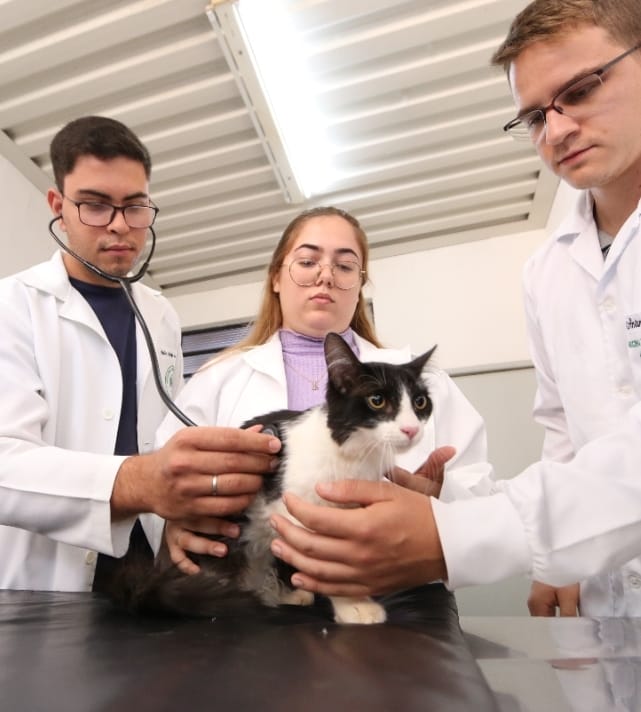 Dia do Médico Veterinário é celebrado hoje no Brasil, dia 09. Unimar homenageia profissionais e reforça tradição de pioneirismo. Confira!