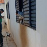 Horror em Marília: Polícia e Secretaria resgatam 18 cães abandonados no Bairro Polon. Animais estavam desnutridos e com sinais de doenças infecciosas. Casa era “lixão” e viviam até sem água
