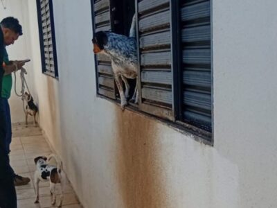Horror em Marília: Polícia e Secretaria resgatam 18 cães abandonados no Bairro Polon. Animais estavam desnutridos e com sinais de doenças infecciosas. Casa era “lixão” e viviam até sem água