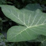 Comer a Taioba: estudo destaca benefícios de incluí-la no cardápio. Muitas vitaminas, sais minerais, antioxidantes e fibras. Veja como preparar