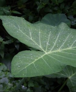 Comer a Taioba: estudo destaca benefícios de incluí-la no cardápio. Muitas vitaminas, sais minerais, antioxidantes e fibras. Veja como preparar