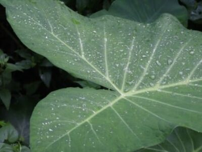 Comer a Taioba: estudo destaca benefícios de incluí-la no cardápio. Muitas vitaminas, sais minerais, antioxidantes e fibras. Veja como preparar