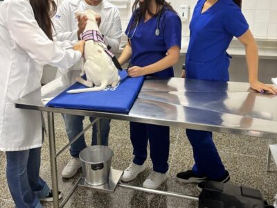 Unimar realiza 100 castrações gratuitas em parceria com a Prefeitura de Marília. Beneficia ONGs e munícipes cadastrados