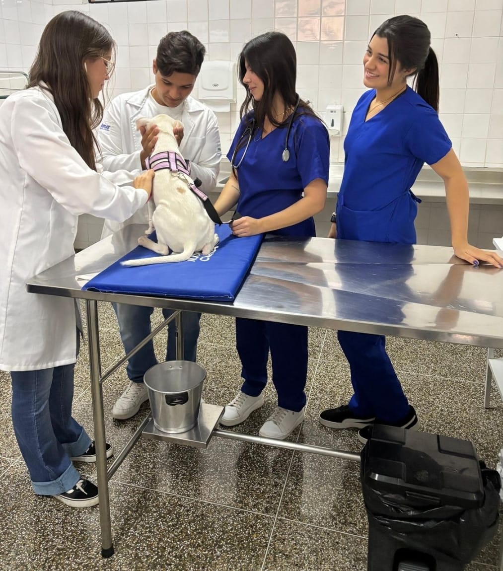 Unimar realiza 100 castrações gratuitas em parceria com a Prefeitura de Marília. Beneficia ONGs e munícipes cadastrados