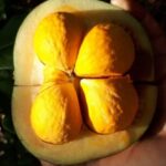Pequi: o “ouro do Cerrado” que pode proteger rins, coração e fígado. Estudos publicados no Plant Foods for Human Nutrition, destacam efeitos antioxidantes e anti-inflamatórios